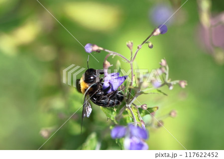 帆掛け船を連想する花 117622452