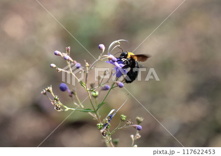 帆掛け船を連想する花 帆掛け船を連想する花 117622453