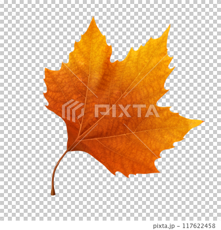 Fallen leaves illustration plane tree realistic Fallen leaves illustration plane tree realistic 117622458