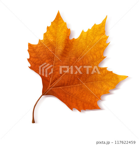 落ち葉  イラスト プラタナス リアル 117622459