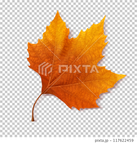 落ち葉  イラスト プラタナス リアル 117622459
