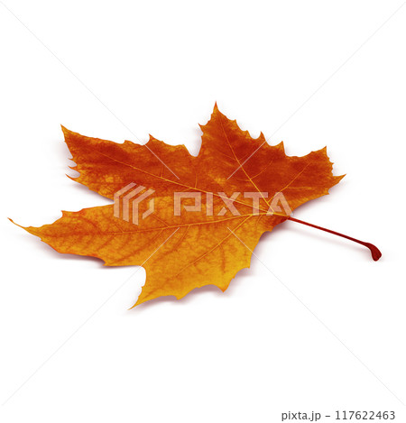 落ち葉  イラスト プラタナス リアル 117622463