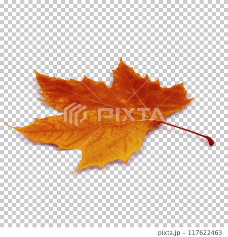 Fallen leaves illustration plane tree realistic 117622463