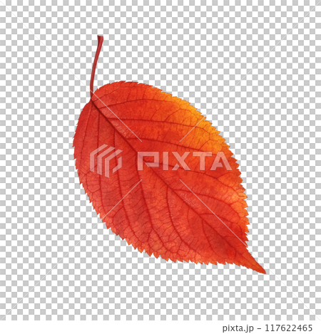 Fallen leaves illustration realistic 117622465