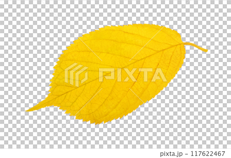 落ち葉のイラスト リアル 117622467