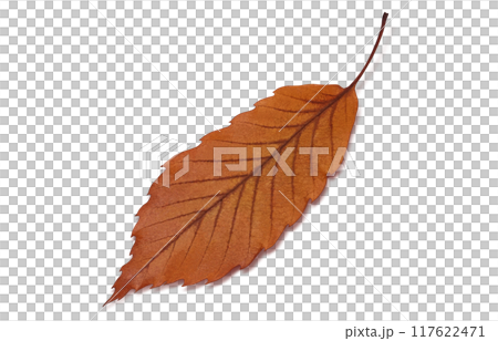 Fallen leaves illustration real 117622471