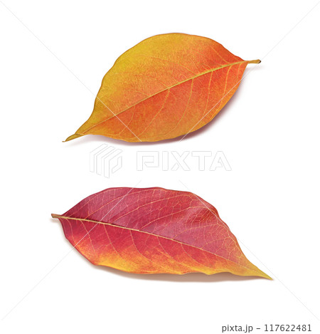 落ち葉のイラスト リアル 落ち葉のイラスト リアル 117622481