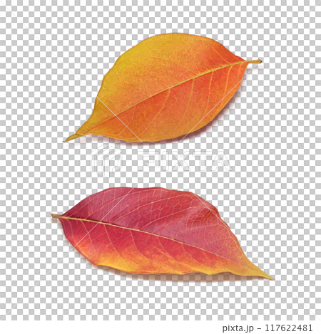 落ち葉のイラスト リアル 落ち葉のイラスト リアル 117622481