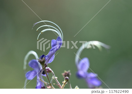 帆掛け船を連想する花 117622490