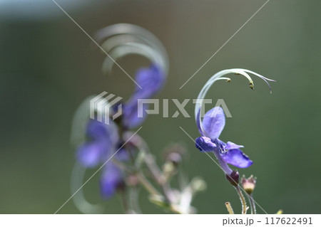 帆掛け船を連想する花 帆掛け船を連想する花 117622491