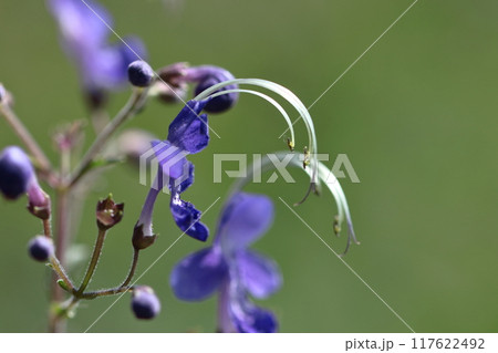 帆掛け船を連想する花 117622492