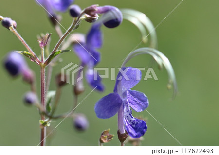 帆掛け船を連想する花 117622493