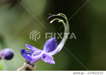 帆掛け船を連想する花 117622517