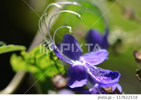 帆掛け船を連想する花 帆掛け船を連想する花 117622518