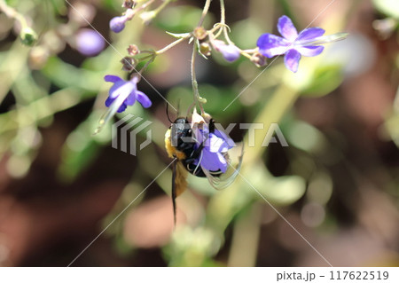 帆掛け船を連想する花 117622519