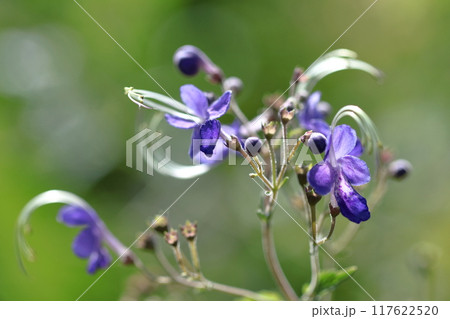 帆掛け船を連想する花 帆掛け船を連想する花 117622520