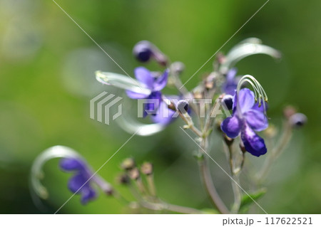 帆掛け船を連想する花 117622521