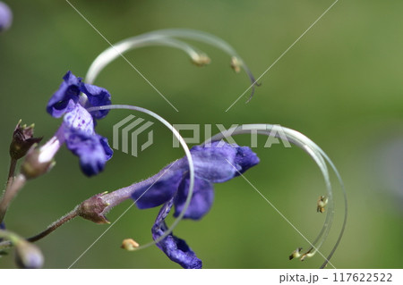帆掛け船を連想する花 帆掛け船を連想する花 117622522