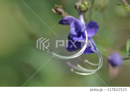 帆掛け船を連想する花 帆掛け船を連想する花 117622523