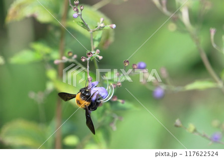 帆掛け船を連想する花 帆掛け船を連想する花 117622524