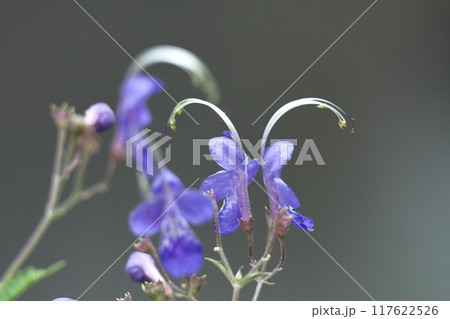 帆掛け船を連想する花 117622526