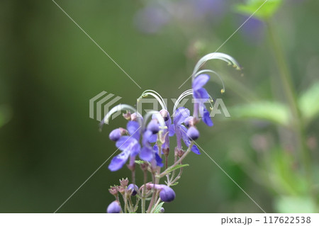 帆掛け船を連想する花 117622538