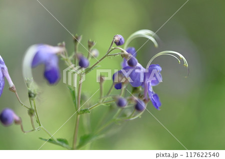 帆掛け船を連想する花 帆掛け船を連想する花 117622540
