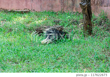 Porcupine with quills spread out Porcupine with quills spread out 117622673