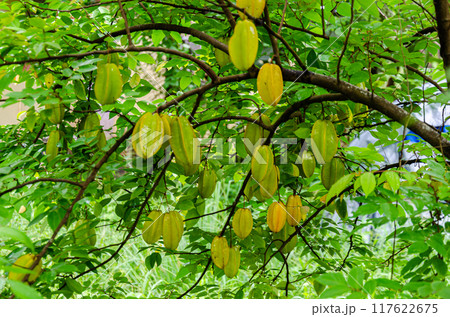 Star fruits on tree Star fruits on tree 117622675
