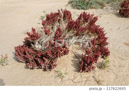 Desert shrub known as Khurreyz or Khurreyza. 117622693