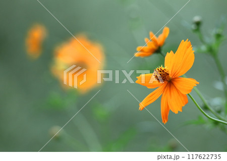 秋風に揺れて咲く 117622735