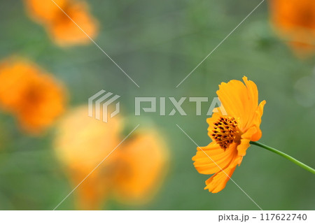 秋風に揺れて咲く 117622740