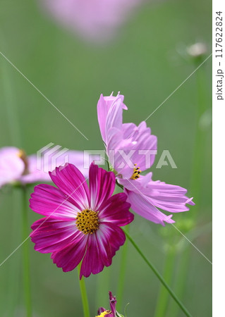 秋風に揺れて咲く 117622824