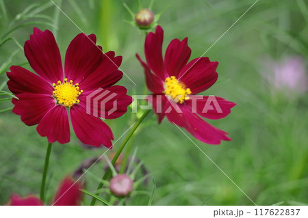 秋風に揺れて咲く 117622837