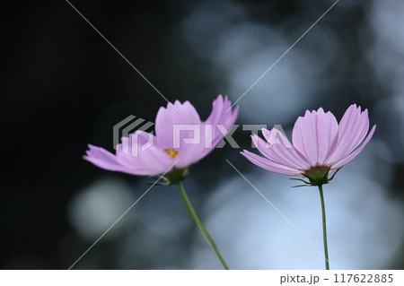 秋風に揺れて咲く 117622885