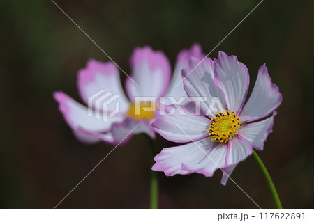 秋風に揺れて咲く 117622891