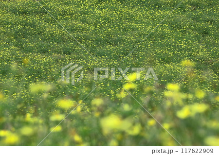 秋風に揺れて咲く 秋風に揺れて咲く 117622909