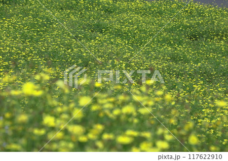 秋風に揺れて咲く 117622910