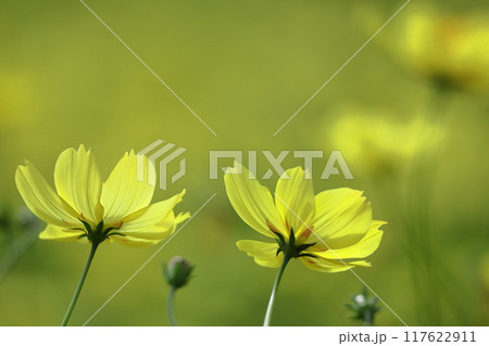 秋風に揺れて咲く 117622911