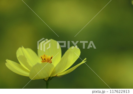 秋風に揺れて咲く 秋風に揺れて咲く 117622913