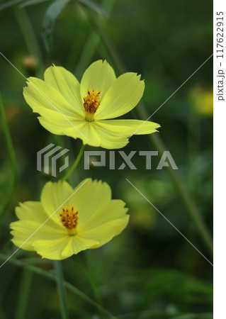 秋風に揺れて咲く 秋風に揺れて咲く 117622915