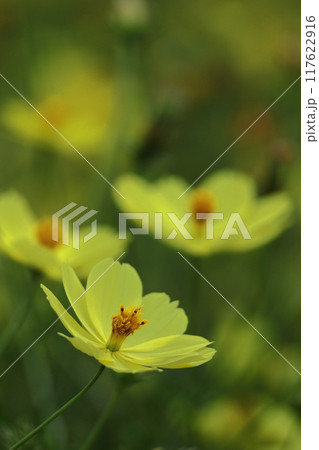 秋風に揺れて咲く 117622916