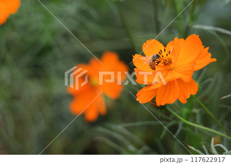 秋風に揺れて咲く 117622917