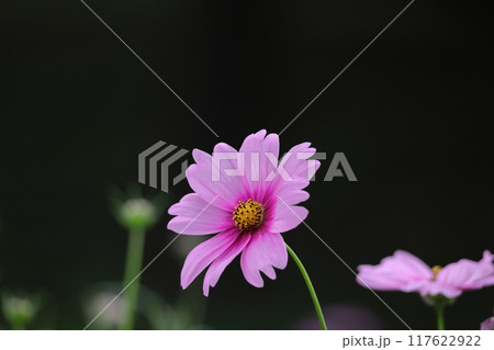 秋風に揺れて咲く 117622922