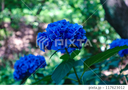 【京都風景】勧修寺 気品あふれる紫陽花 【京都風景】勧修寺 気品あふれる紫陽花 117623012