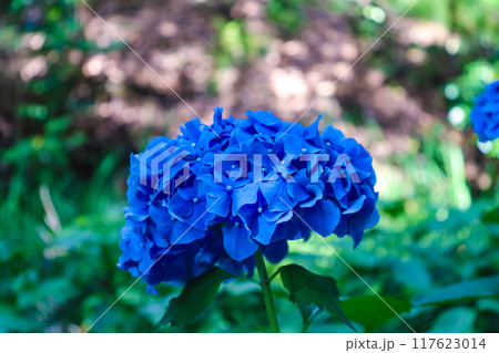 【京都風景】勧修寺　気品あふれる紫陽花 117623014