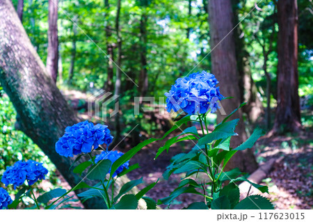 【京都風景】勧修寺 気品あふれる紫陽花 【京都風景】勧修寺 気品あふれる紫陽花 117623015