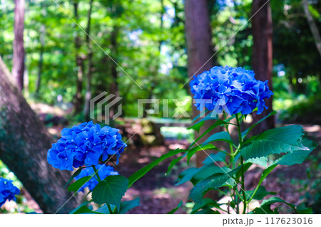 【京都風景】勧修寺 気品あふれる紫陽花 【京都風景】勧修寺 気品あふれる紫陽花 117623016