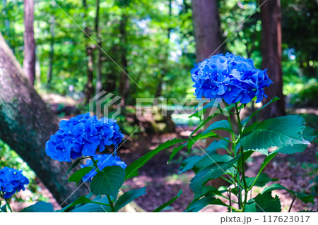 【京都風景】勧修寺 気品あふれる紫陽花 【京都風景】勧修寺 気品あふれる紫陽花 117623017