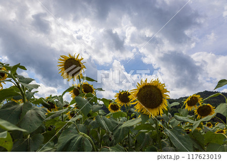 夏の終わりを感じる下向きひまわり 夏の終わりを感じる下向きひまわり 117623019